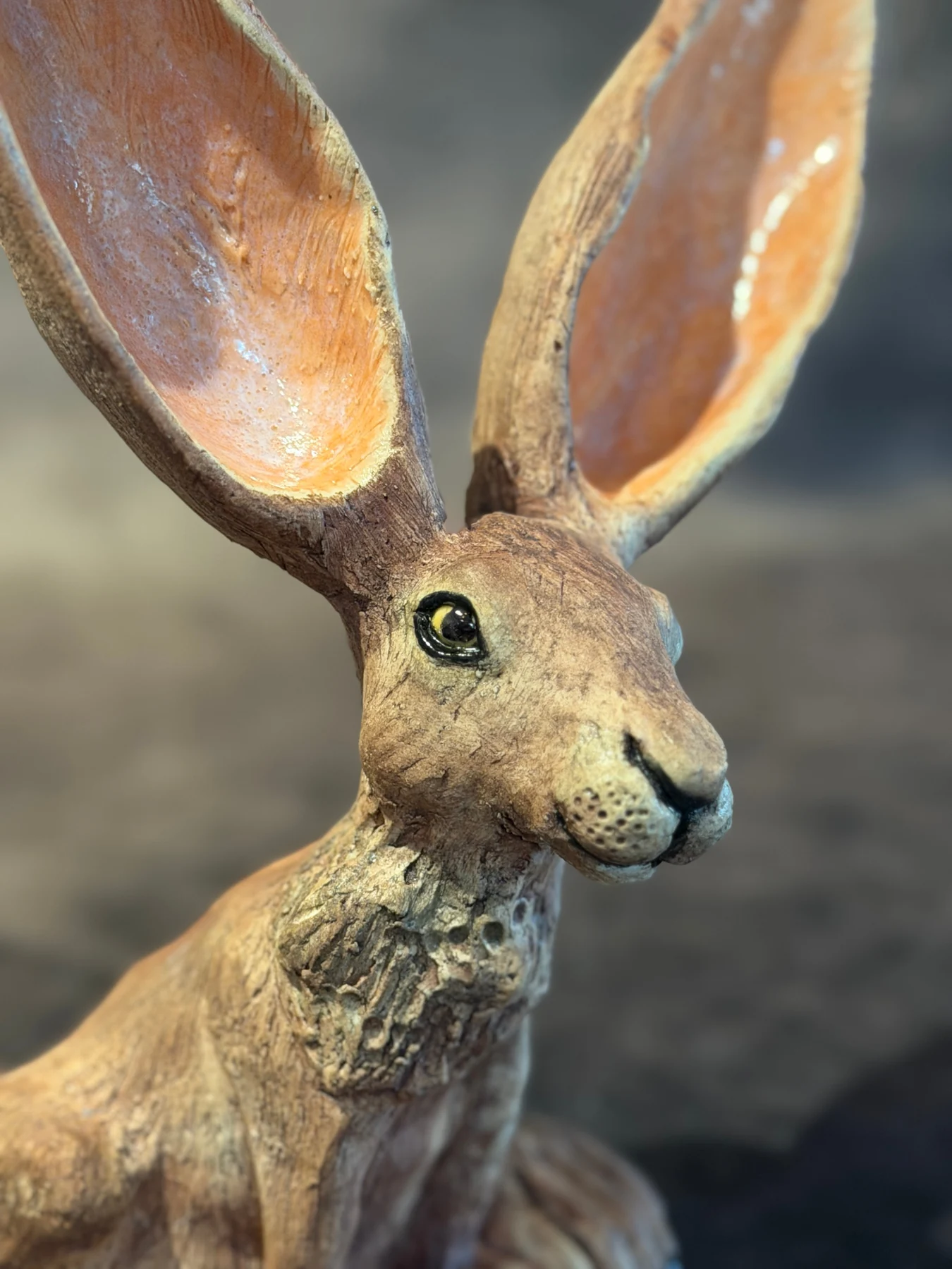Jackrabbit Charmer - Close-up