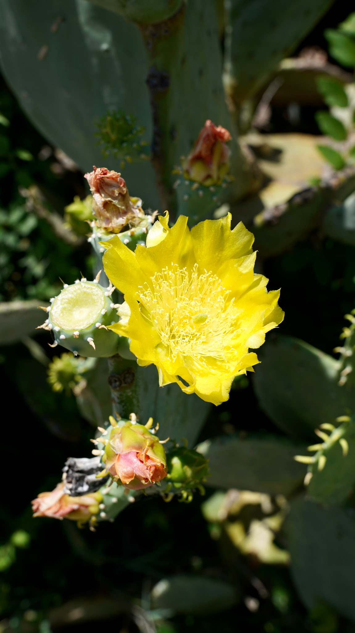 Cactus Flower