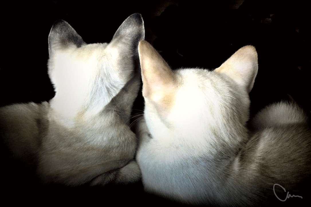 Ears