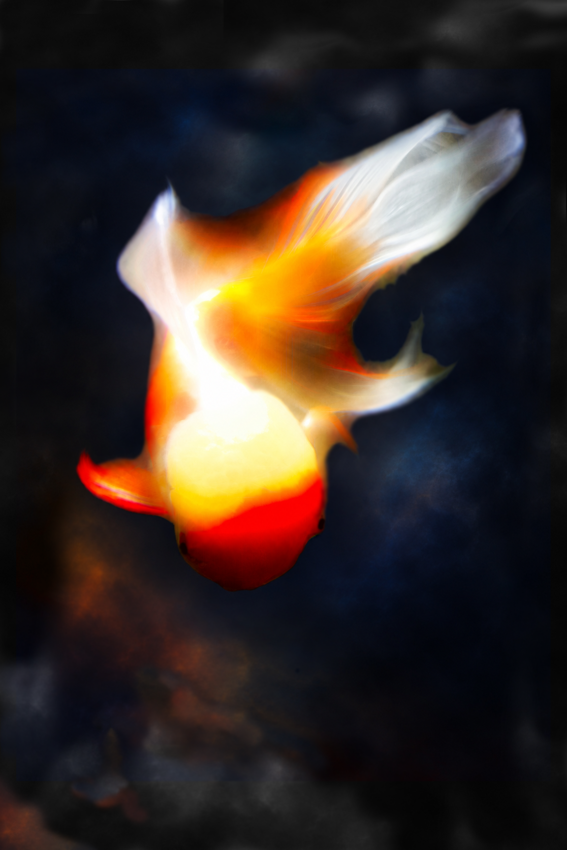 Cosmic Haze Oranda