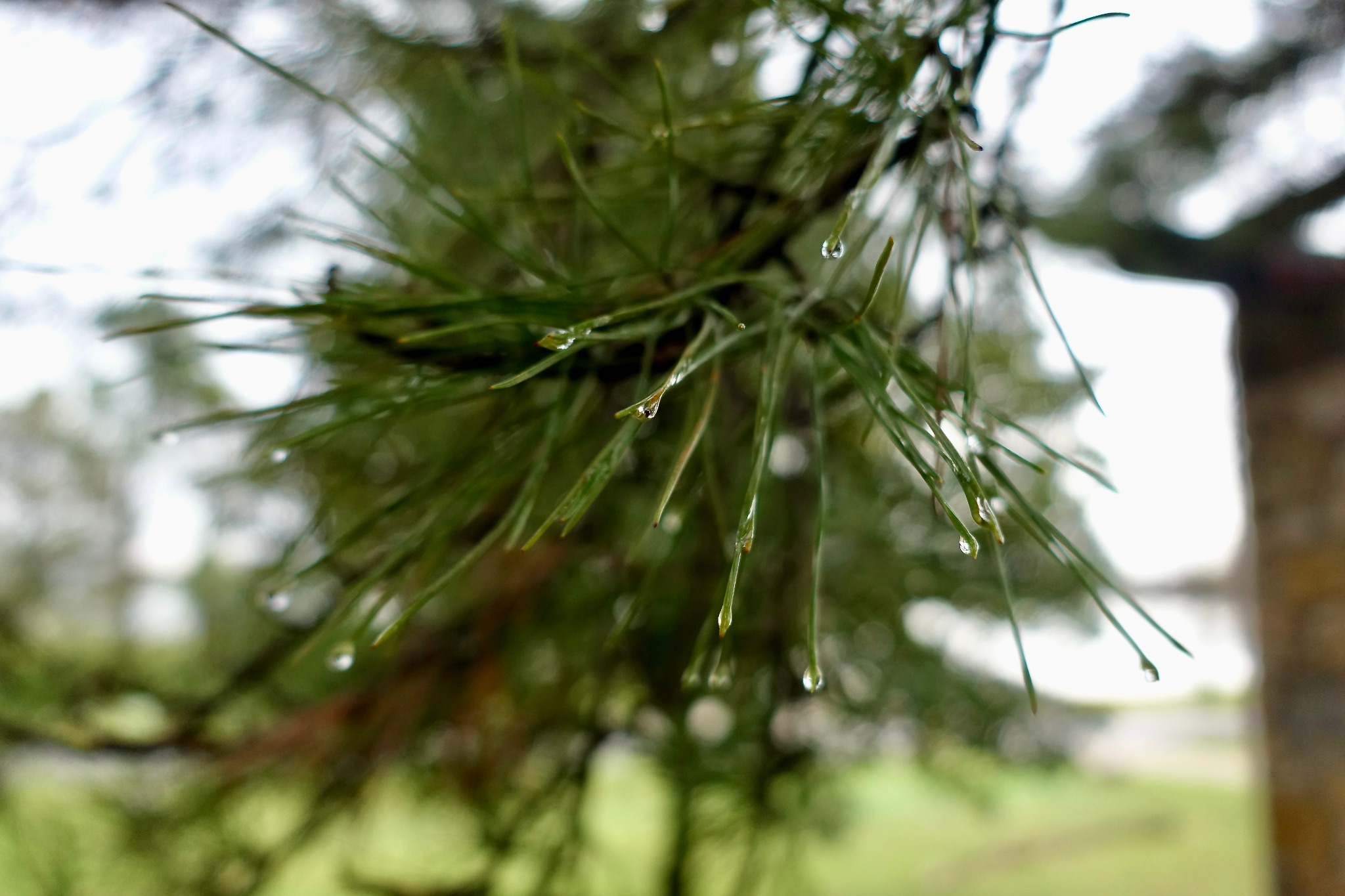Needle Drips