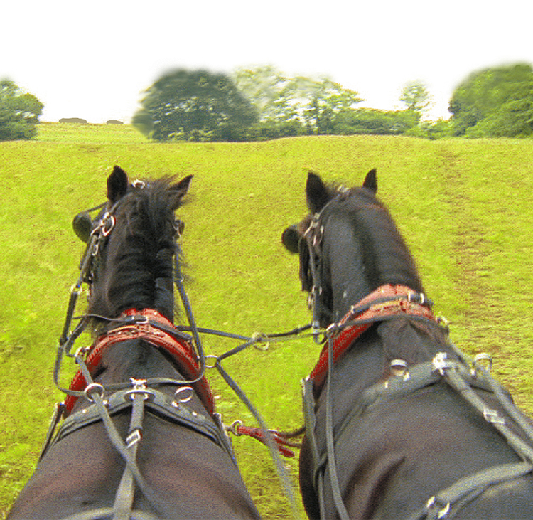 Horseback View