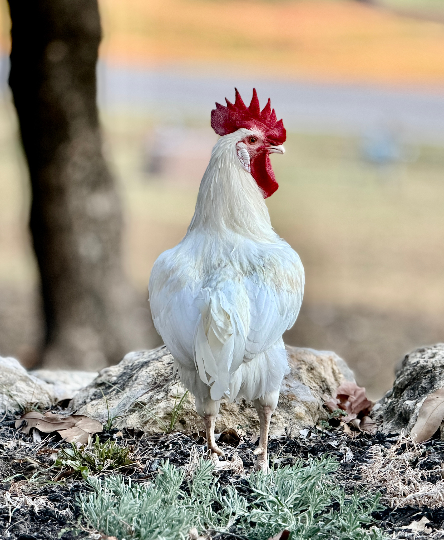 Rooster in the Yard