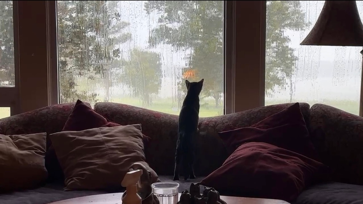 A Cat Watches
