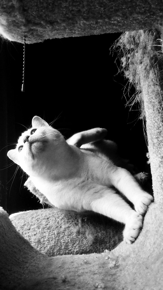 Resting in the Light